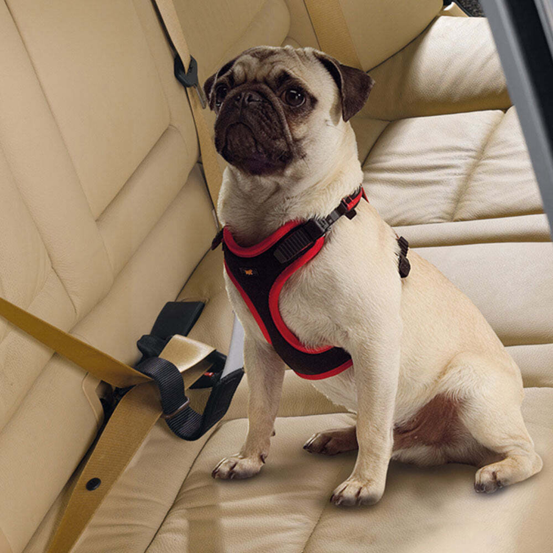 Cinturón de seguridad para perros Ferplast Travel Belt