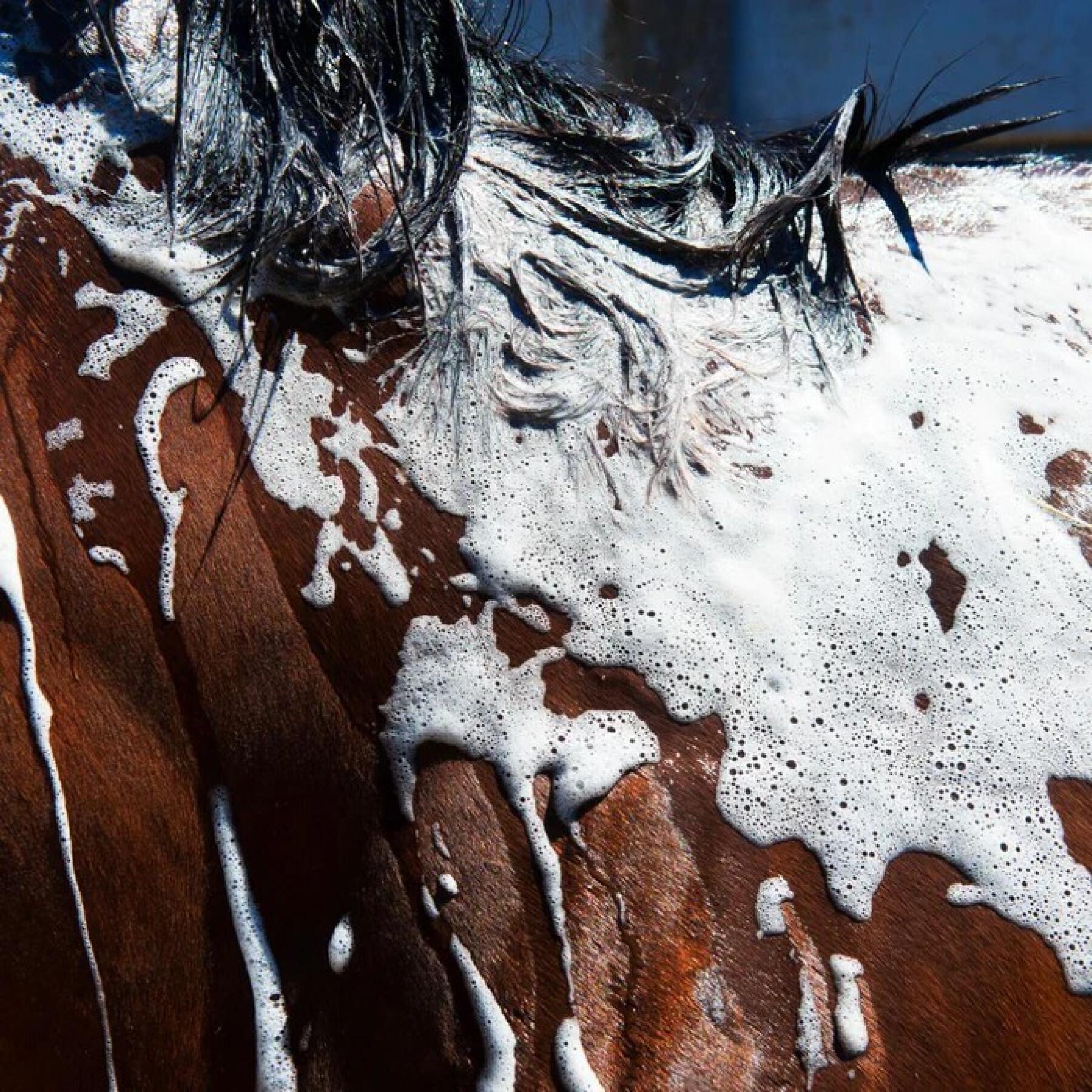 Champú para caballos Foran Equine Bodywash 1 L