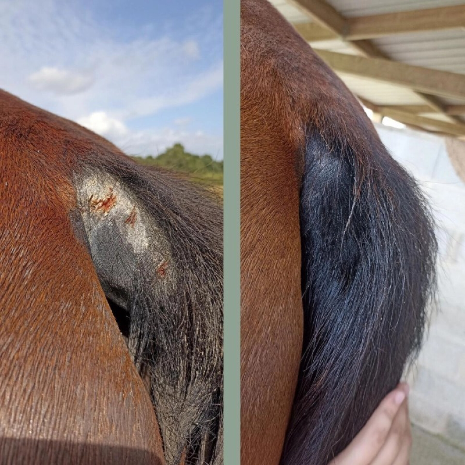 Cataplasma reparadora para caballos Nellumbo