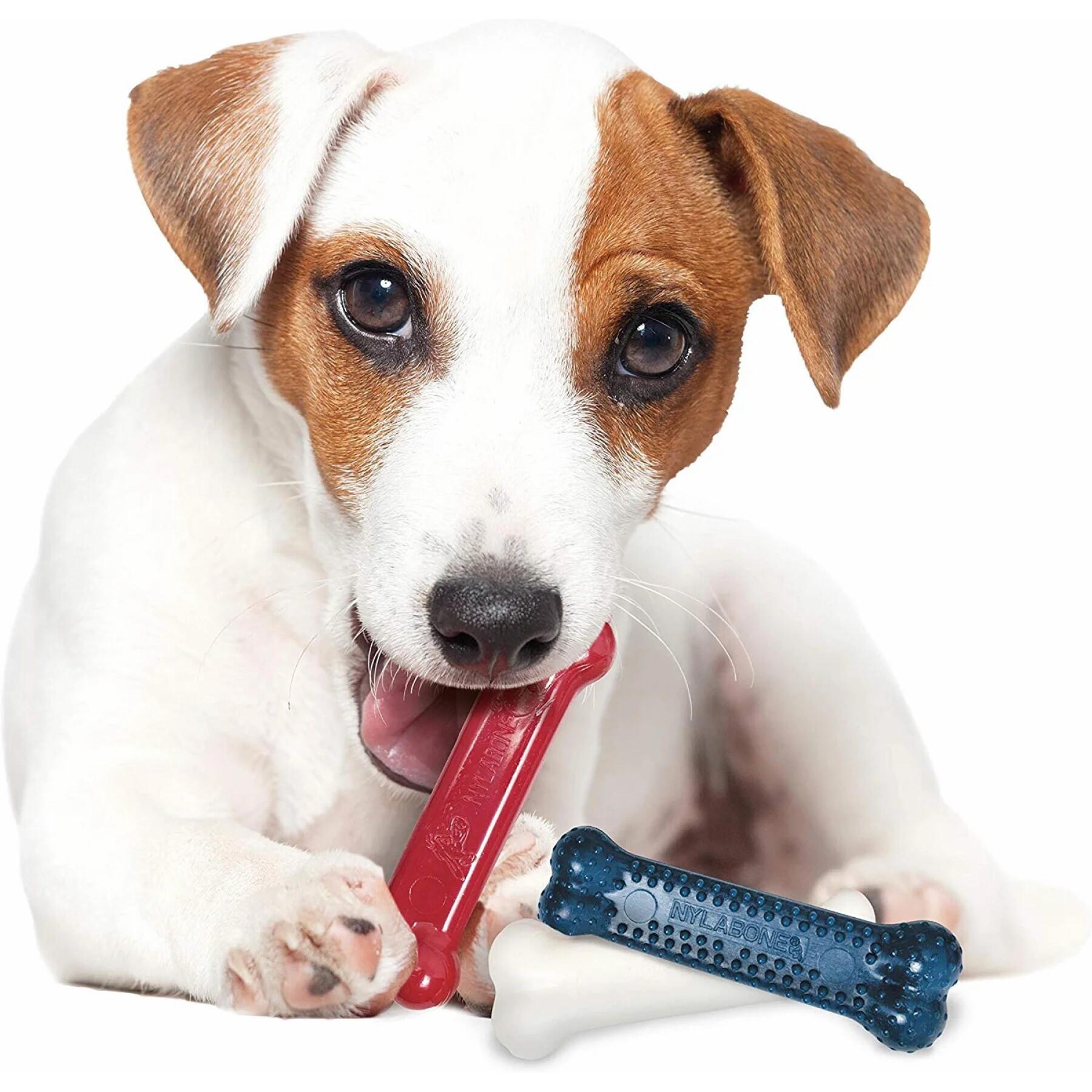 Juguete para perro Nylabone Small Dog Dental Blue Chew - Bacon Chicken / Moderate Chew Origin XS
