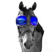 Lentes de repuesto para gafas de caballo eQuick eVysor
