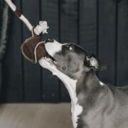 Juguete para perros con cuerda de algodón Kentucky